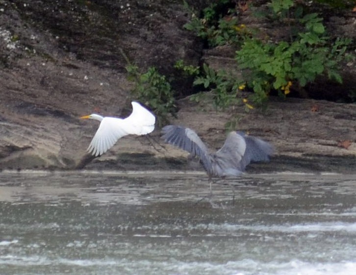 Great Egret - ML377223061