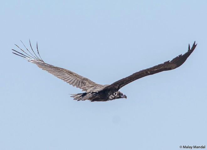 Cinereous Vulture - ML377223261