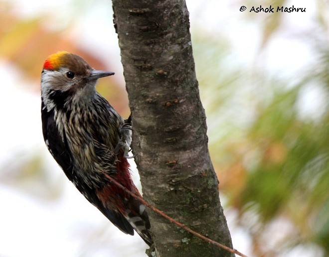 Brown-fronted Woodpecker - ML377223351