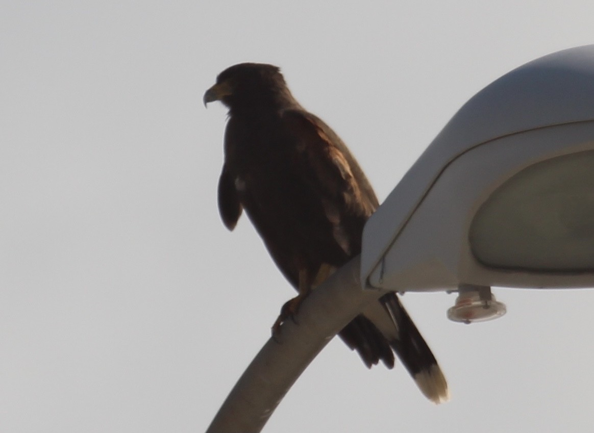 Harris's Hawk - ML377223651