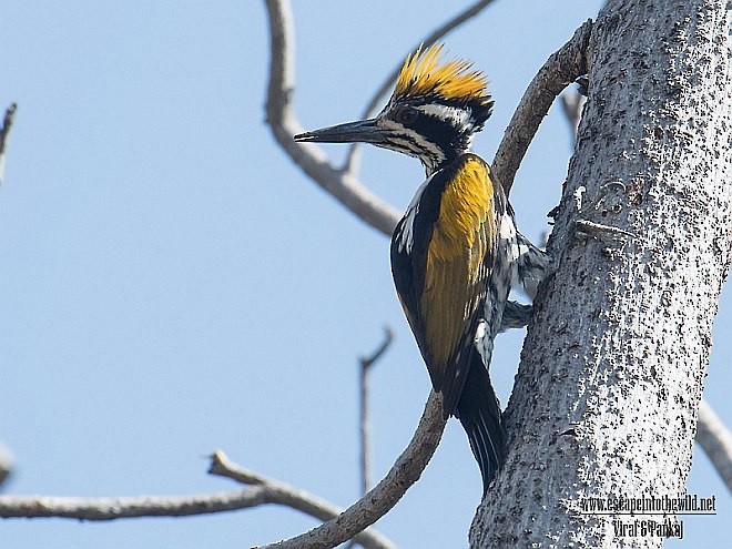 White-naped Woodpecker - ML377223721