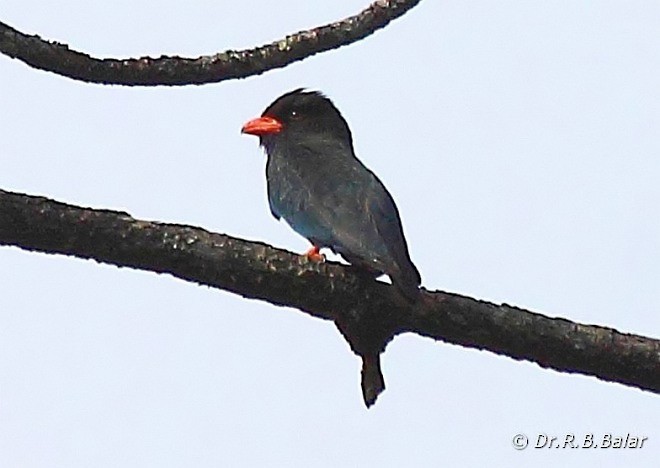 Dollarbird - ML377224301