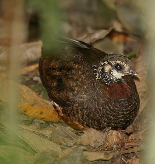 Sabah Partridge - ML377226291
