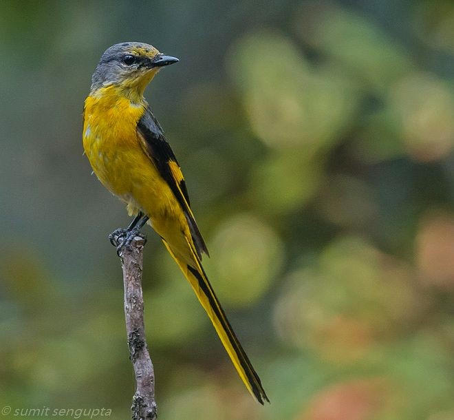 Long-tailed Minivet - ML377226581