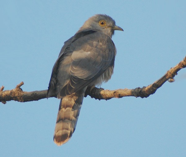 Common Hawk-Cuckoo - Nikhil Devasar