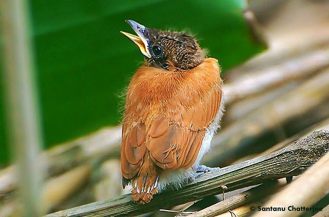 Indian Paradise-Flycatcher - ML377226671