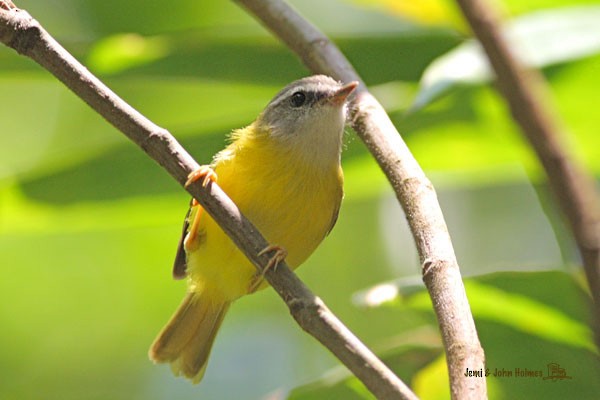 Yellow-bellied Warbler - John and Jemi Holmes