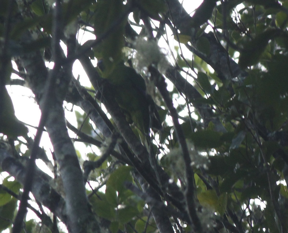 Yellow-crowned Parakeet - ML37722741