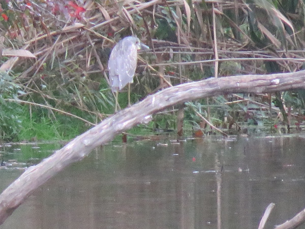 Yellow-crowned Night Heron - ML377228211