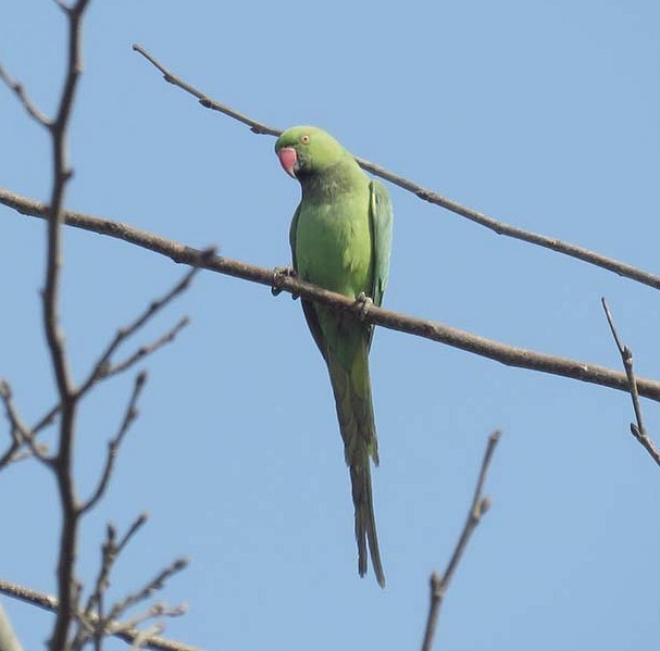 Rose-ringed Parakeet - ML377228331