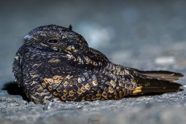 Gray Nightjar - ML377228921