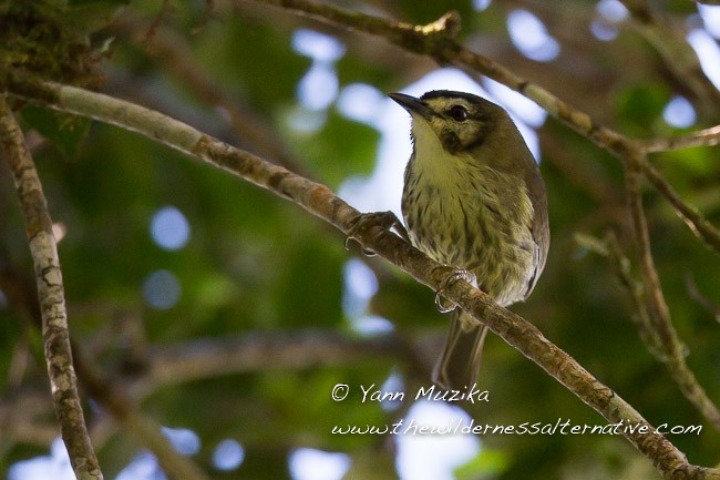 Negros Striped-Babbler - ML377230731