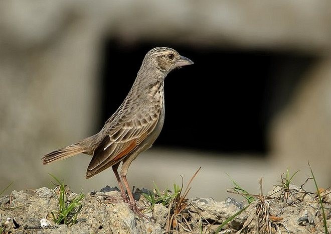 Bengal Bushlark - ML377230831