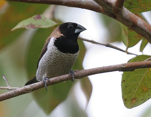 Black-faced Munia - ML377231851