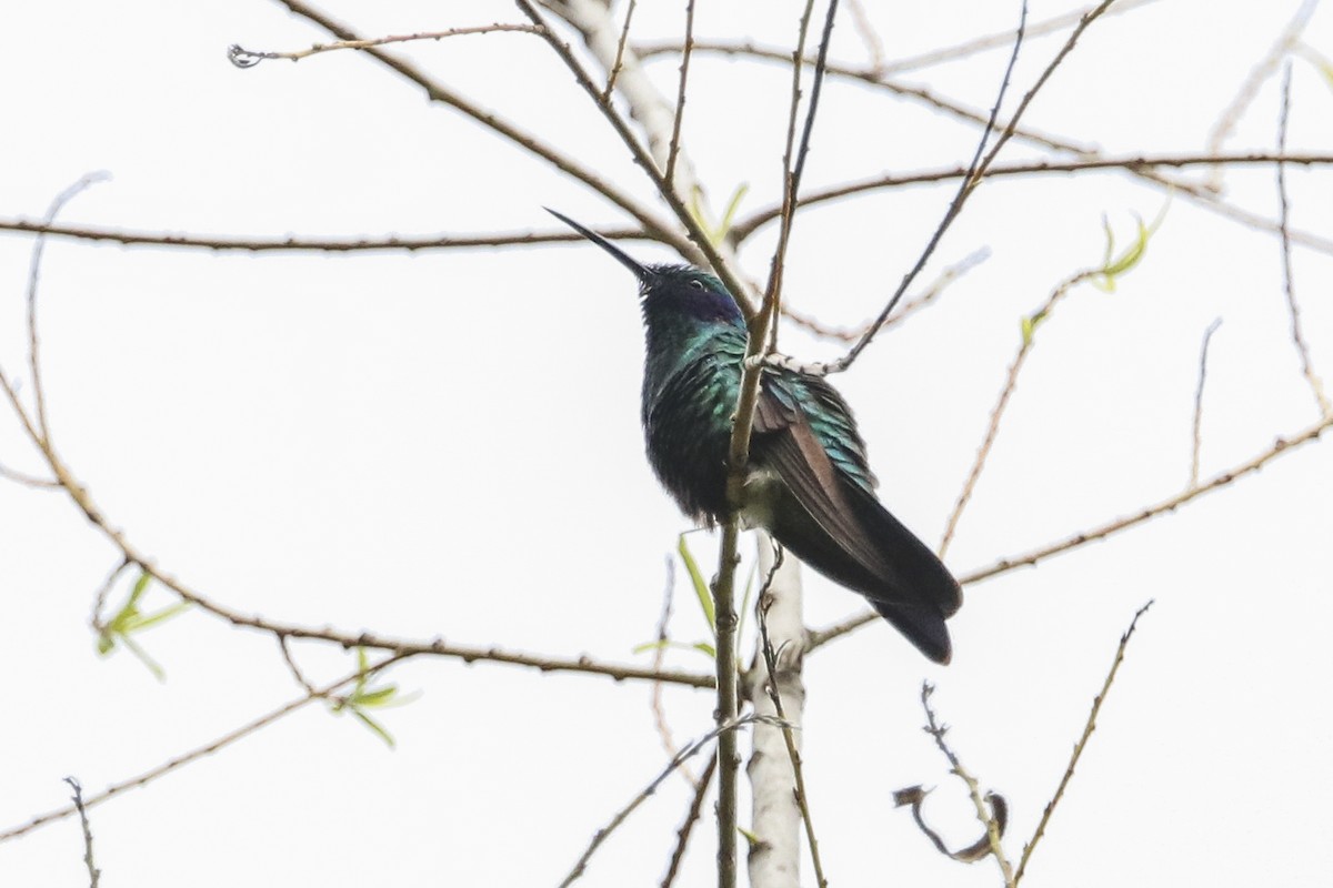 kolibřík modrolící - ML377232421