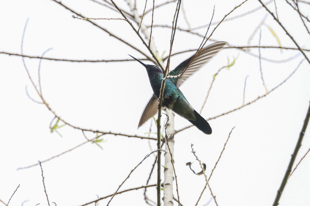 kolibřík modrolící - ML377232471