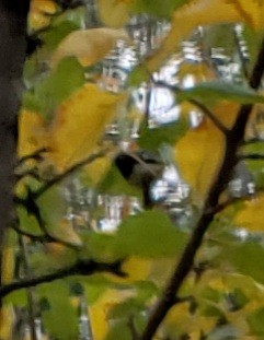 Black-throated Blue Warbler - ML377235561