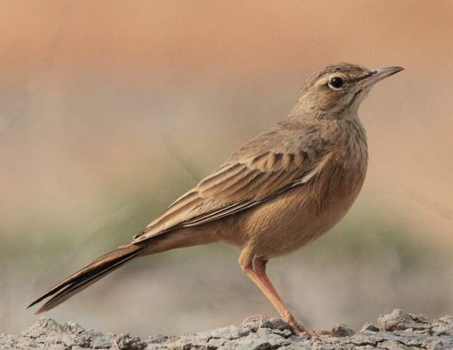 Long-billed Pipit (Persian) - ML377235601