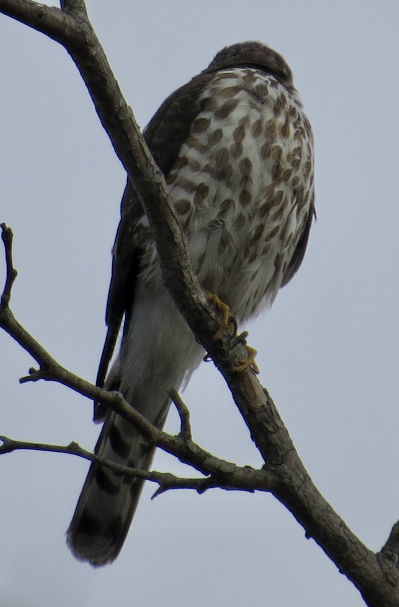 Sharp-shinned Hawk - Thomas Wurster