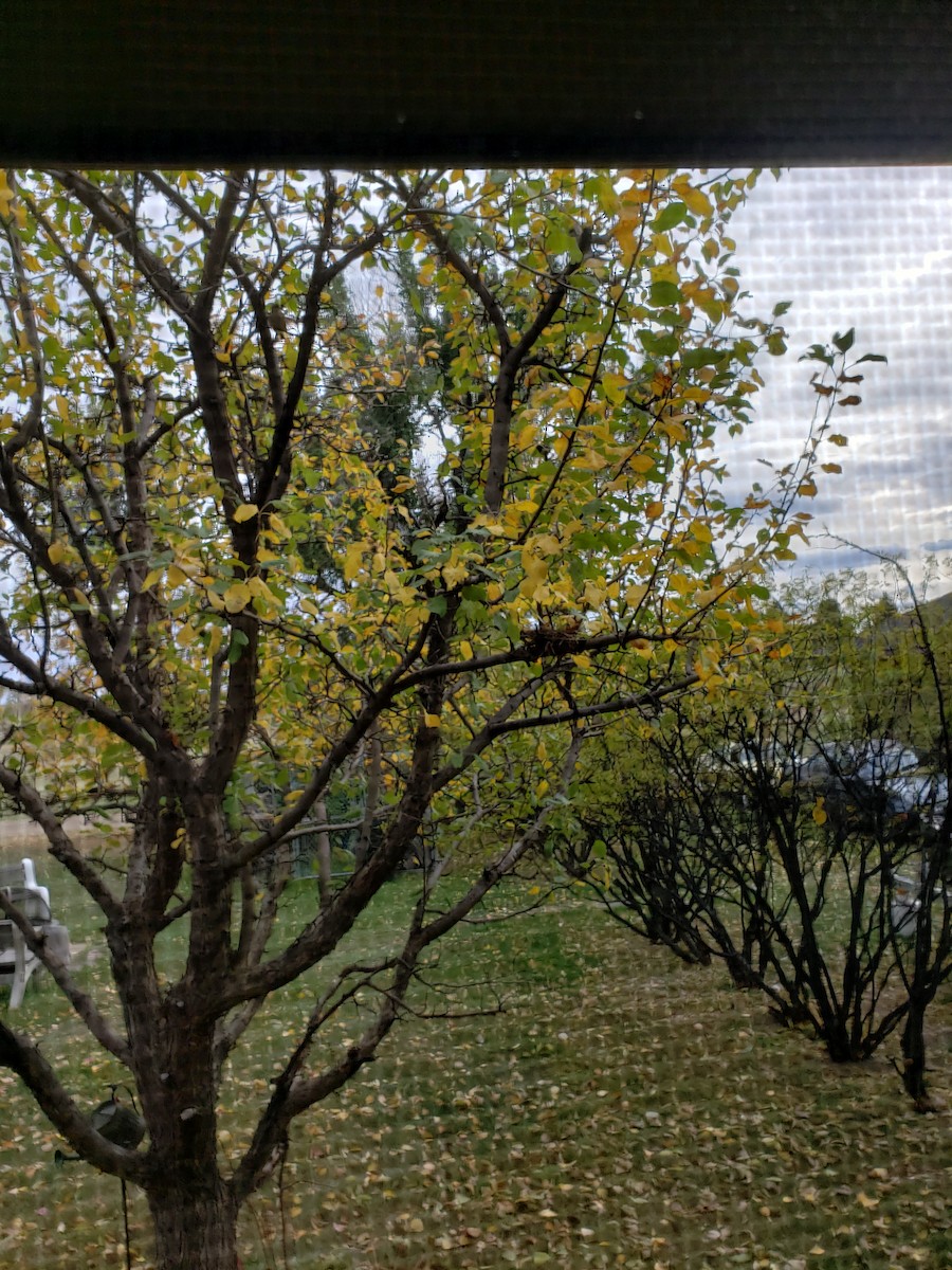 Black-throated Blue Warbler - ML377236471