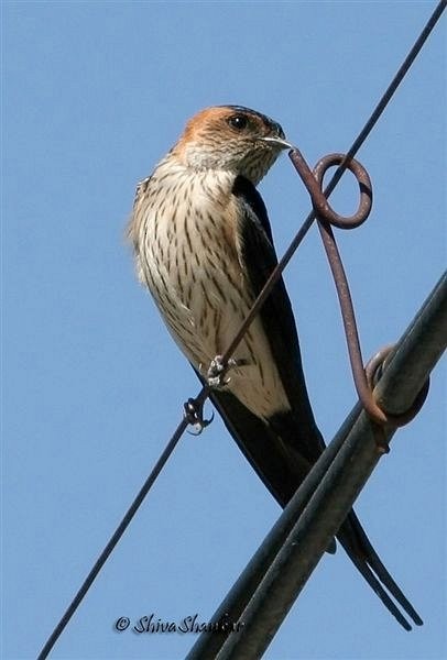 Red-rumped Swallow - ML377237461