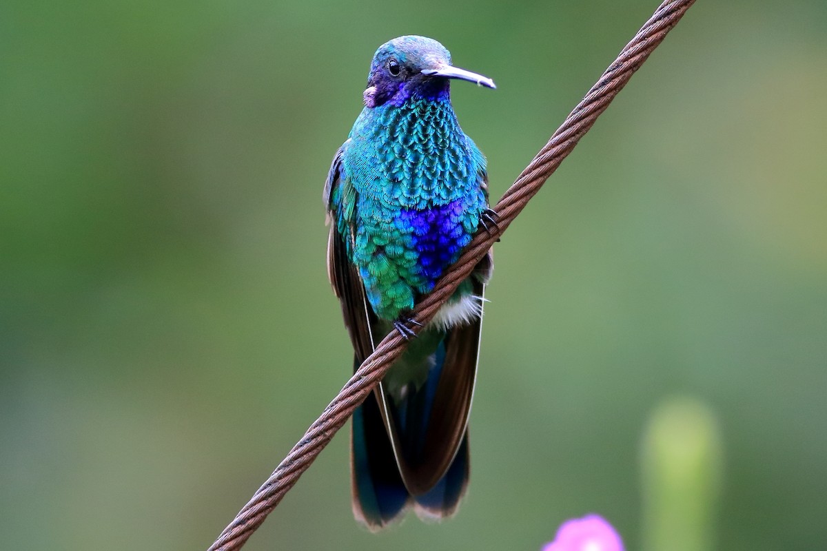 kolibřík modrolící - ML377237681