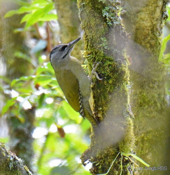 Gray-headed Woodpecker (Black-naped) - Amar-Singh HSS