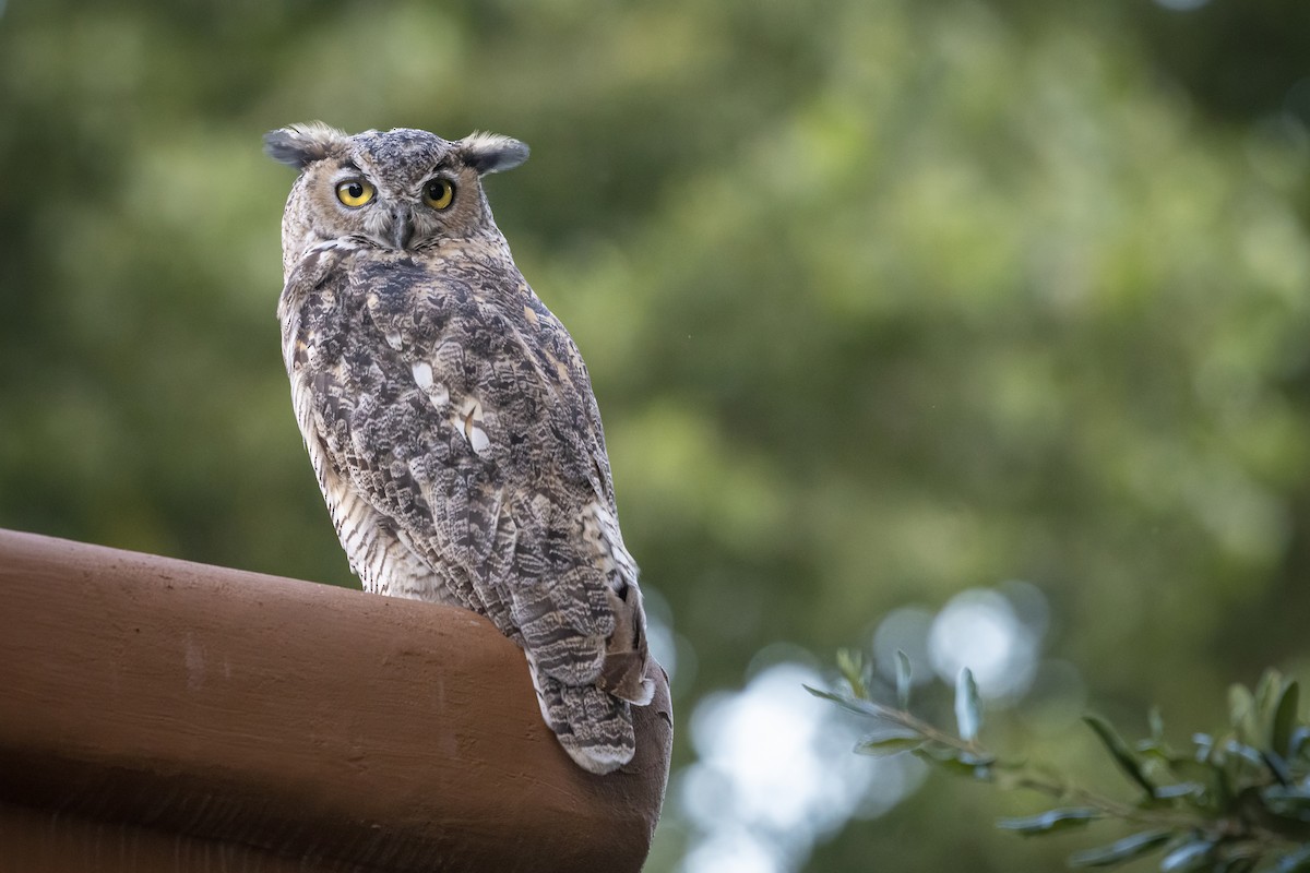 Great Horned Owl - ML377238771