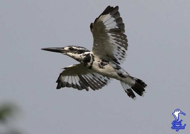 Pied Kingfisher - ML377239181