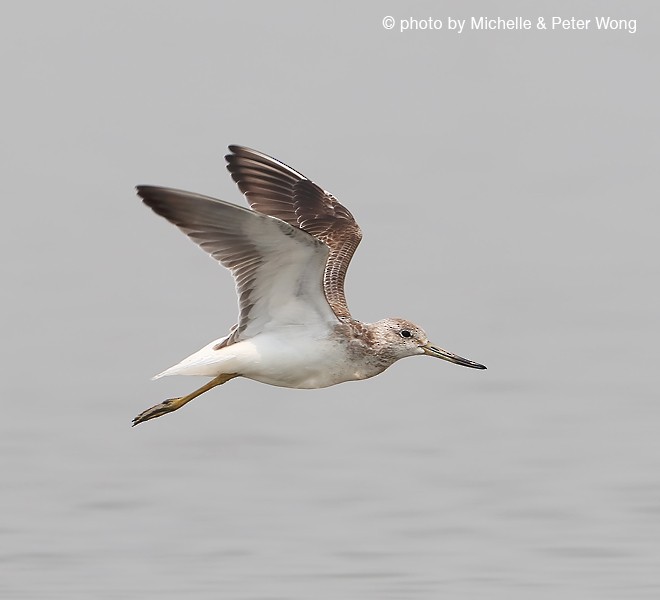 Nordmann's Greenshank - ML377239221