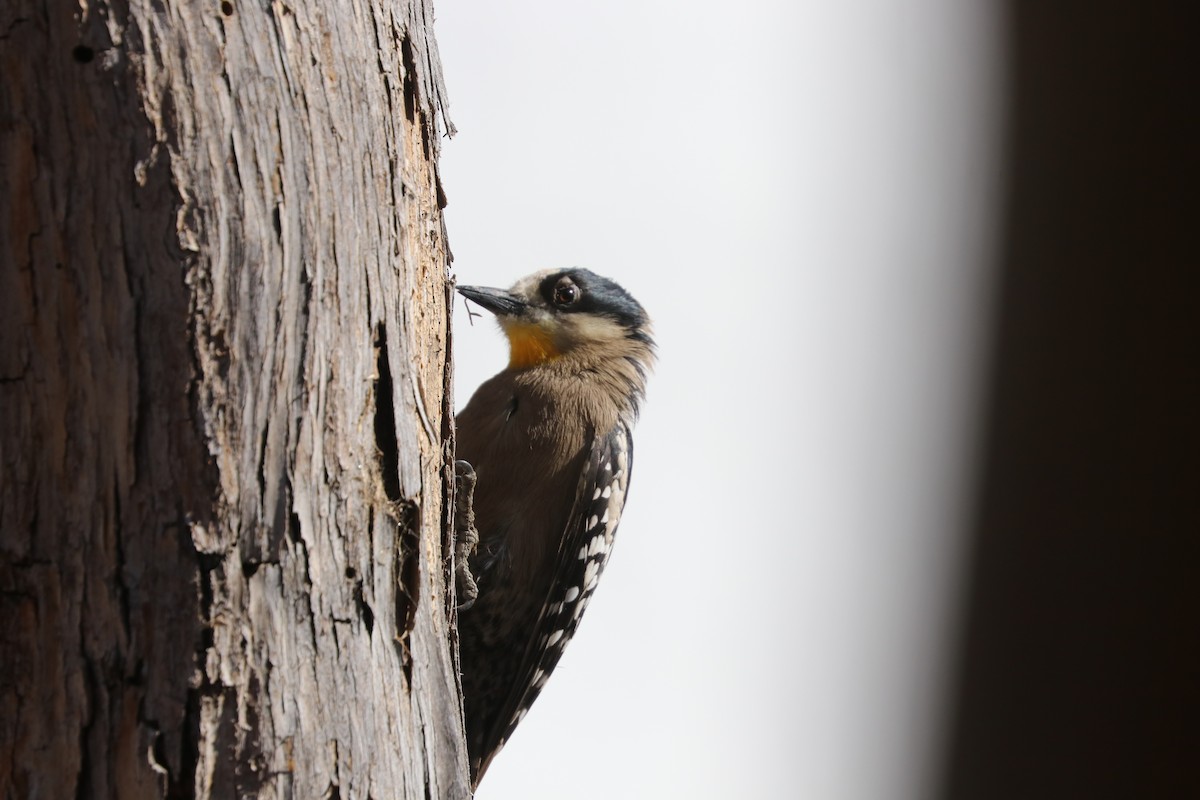 White-fronted Woodpecker - ML377240471