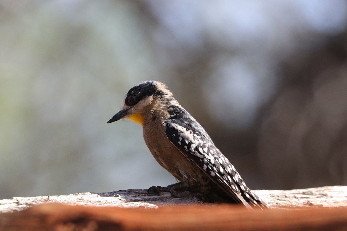 White-fronted Woodpecker - ML377240941