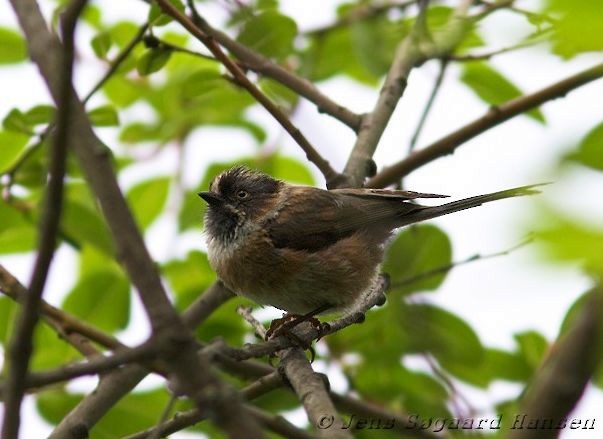 Black-browed Tit (Black-browed) - Jens Søgaard Hansen