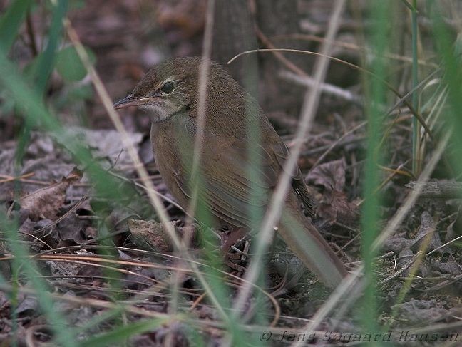 Chinese Bush Warbler - ML377241931