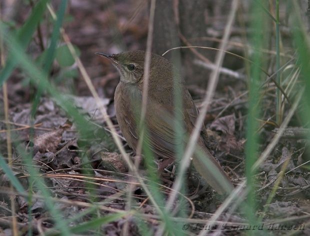 Chinese Bush Warbler - ML377241961