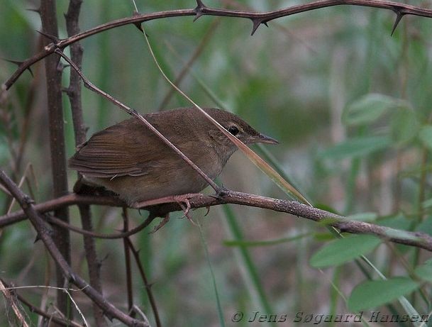 Chinese Bush Warbler - ML377241981