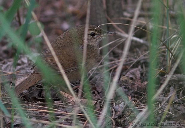 Chinese Bush Warbler - ML377242001