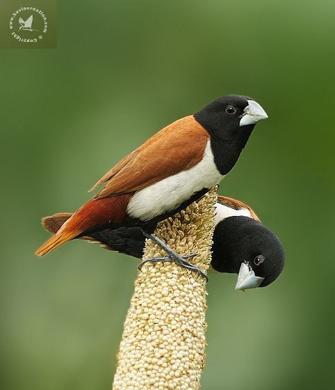 Tricolored Munia - ML377242931