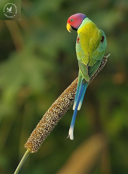 Plum-headed Parakeet - Mital Patel