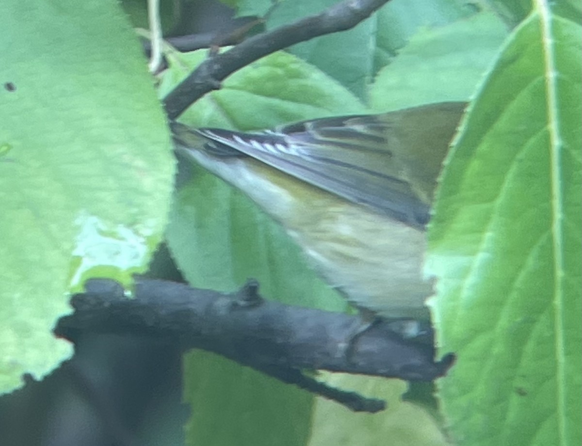 Tennessee Warbler - Joe Kaplan