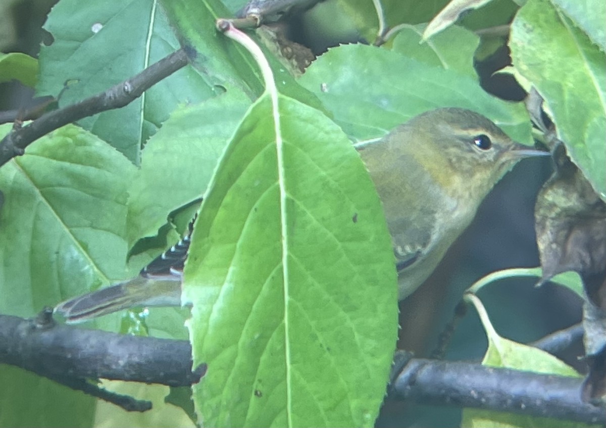 Tennessee Warbler - ML377243341