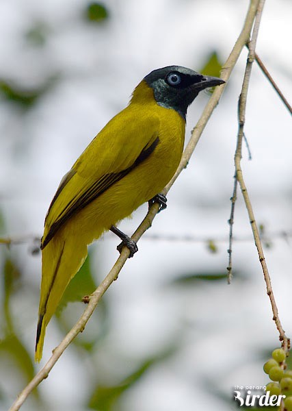 Black-headed Bulbul - ML377243361