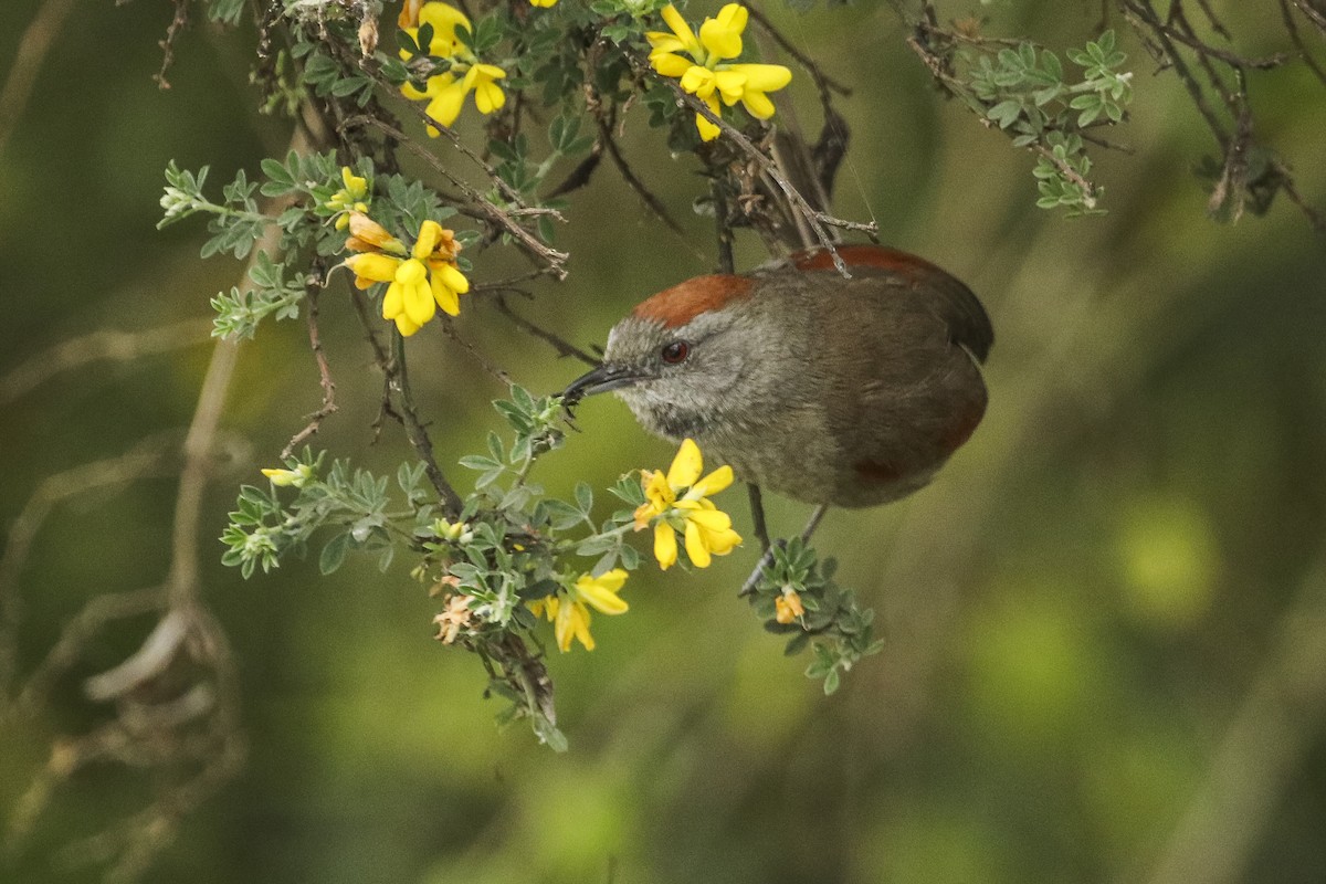 Azara's Spinetail - ML377244501