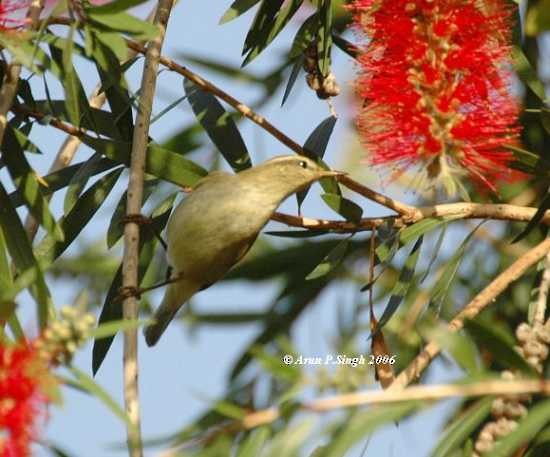 Tytler's Leaf Warbler - ML377244991