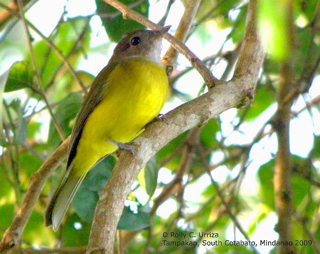 Yellow-bellied Whistler - Rolly Urriza