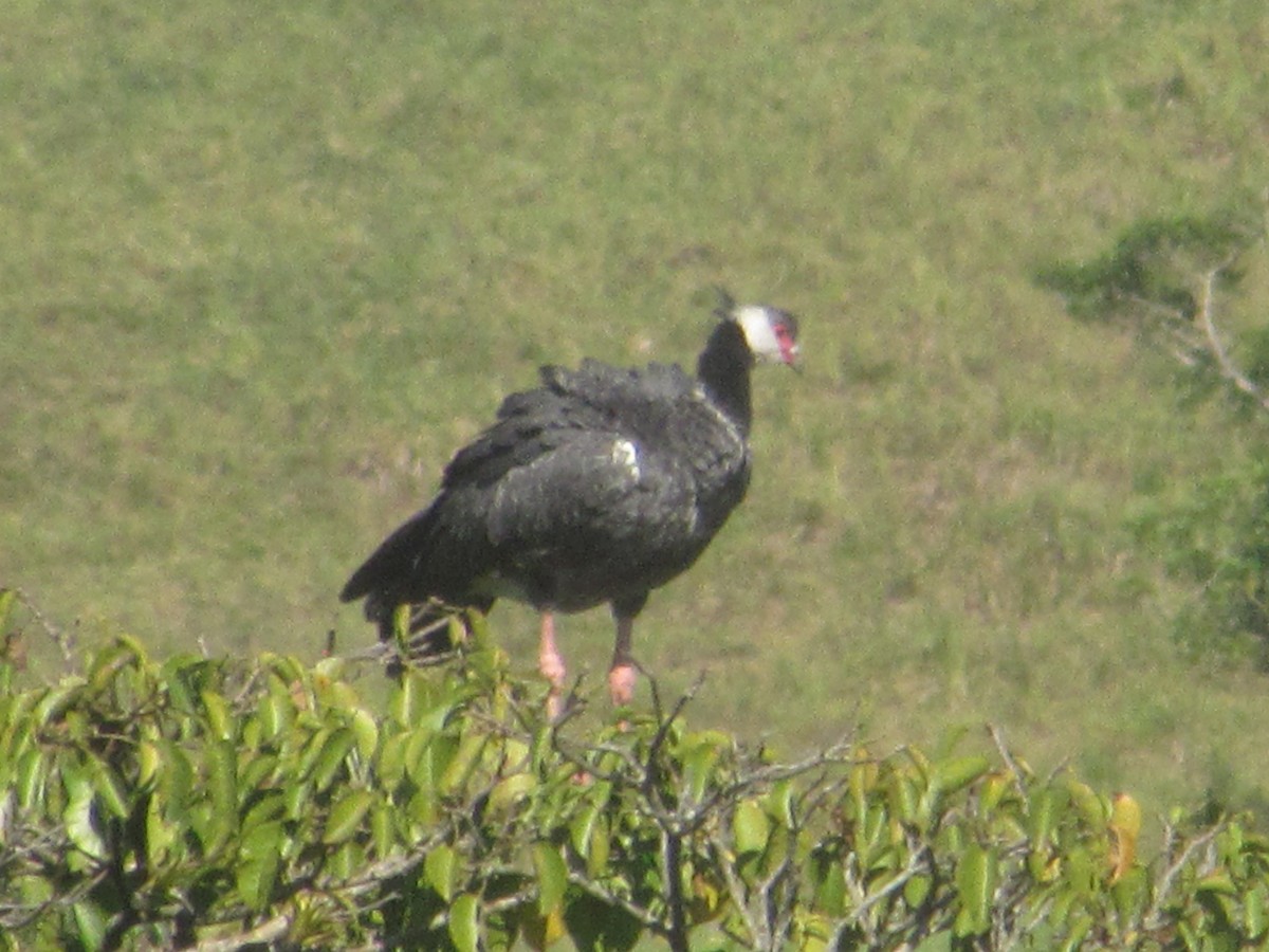 Northern Screamer - Angie Paola Salazar