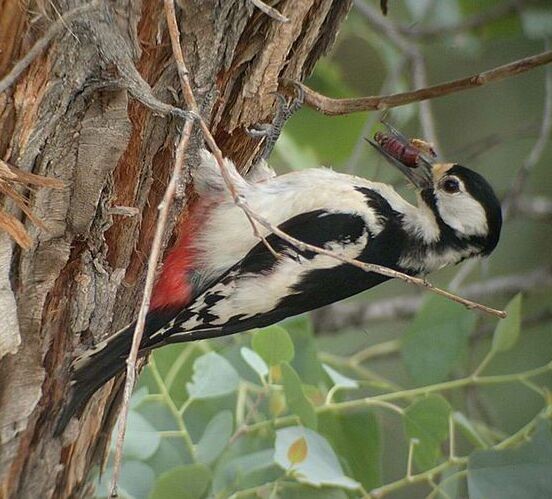 White-winged Woodpecker - ML377247561