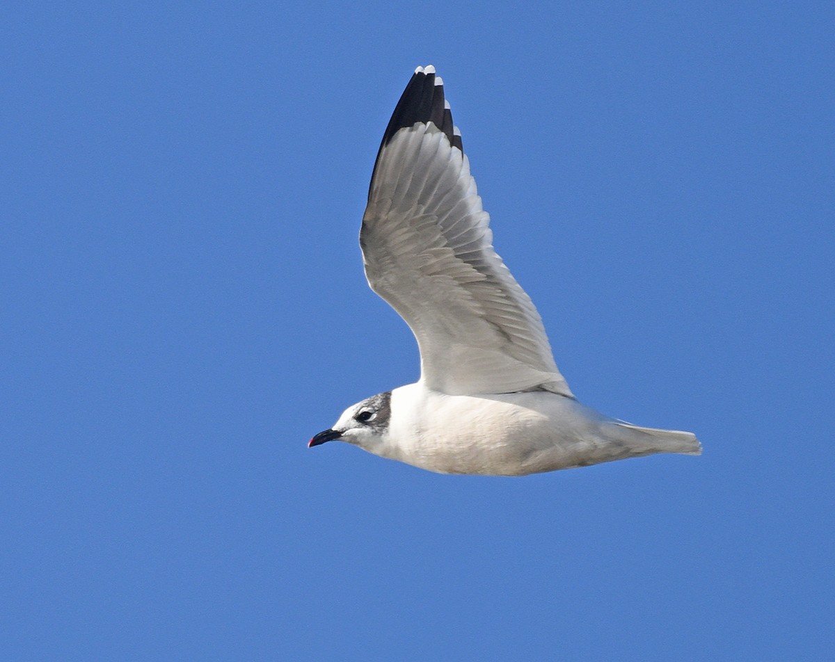 Franklin's Gull - ML377248091