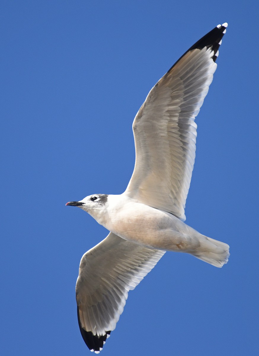 Franklin's Gull - ML377248141