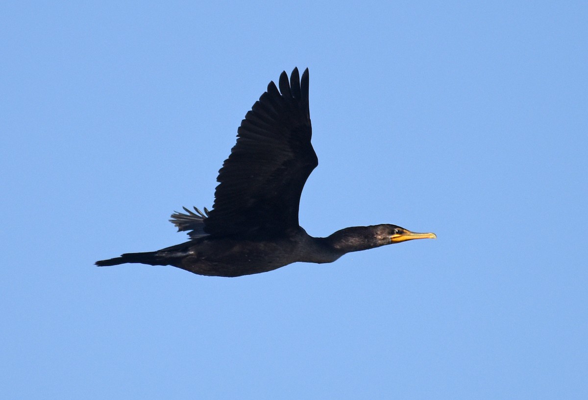 Double-crested Cormorant - ML377248171